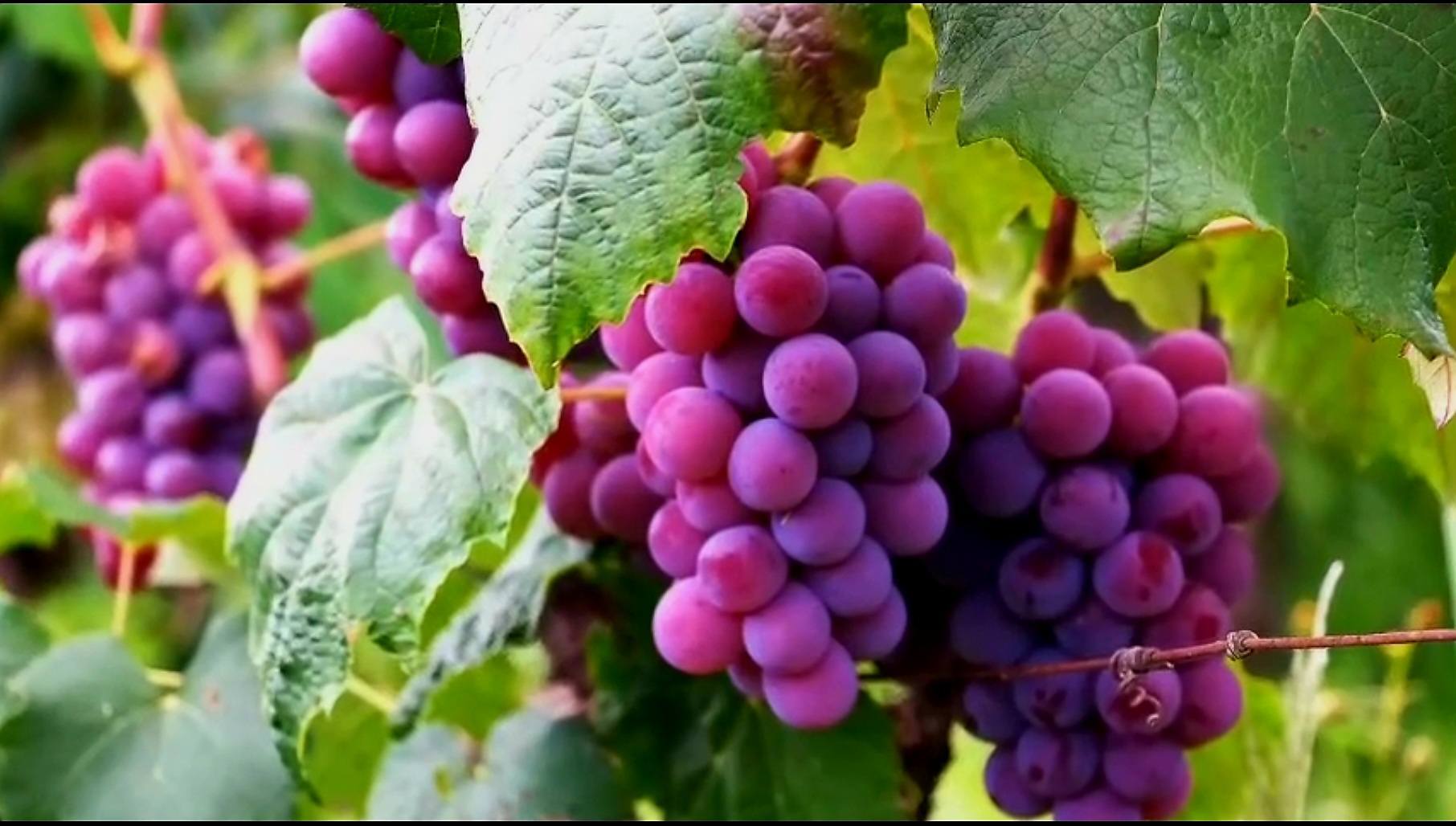 he believes the article